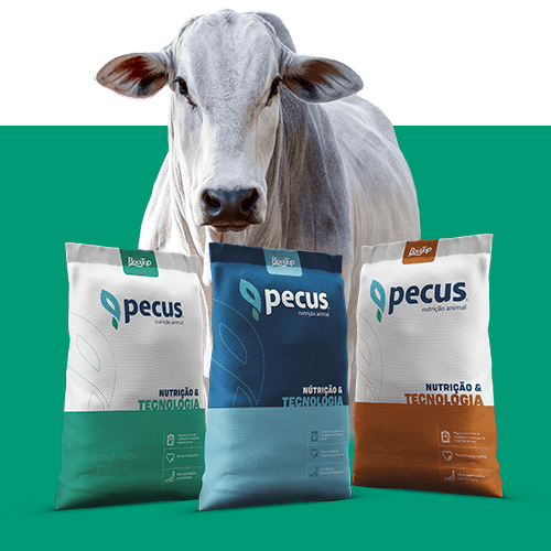 Pecus